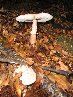 foto funghi 2 - ottobre 126